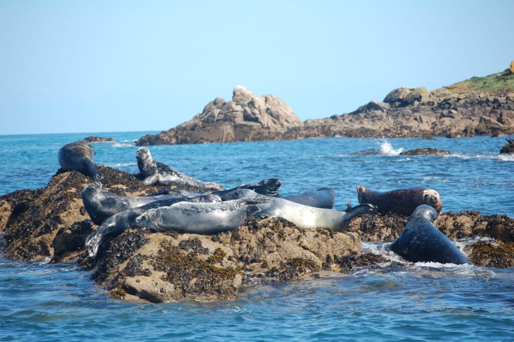 Marine Wildlife in Cornwall